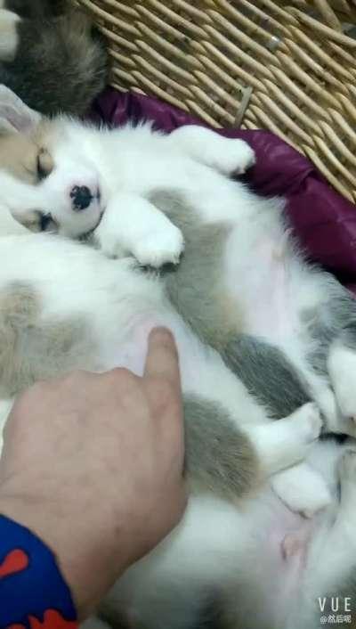 活体动物在线手机观看,活体动物在线直播，带你走进自然奇观